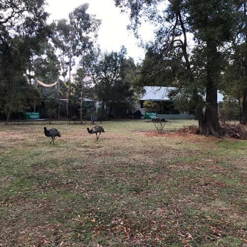 Emus at Tims Place