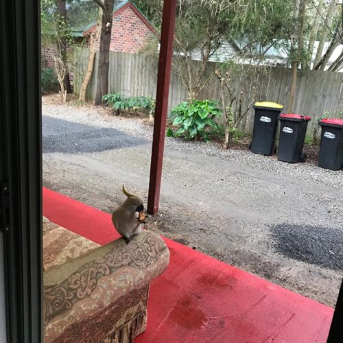 Cocky on Verandah